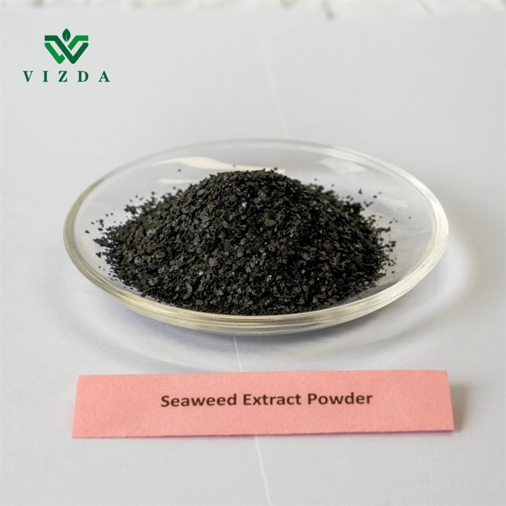Seaweed Fertilizer Powder