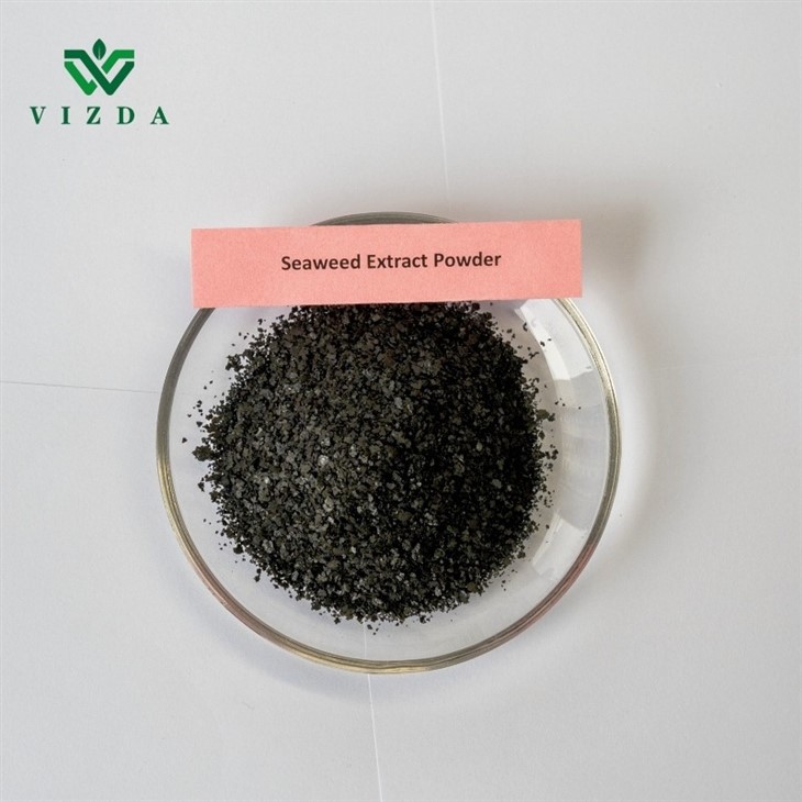 Seaweed Fertilizer Powder